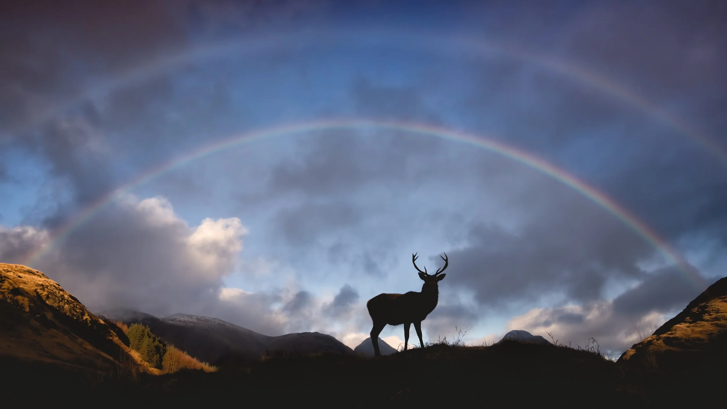 A Scottish red stag silhouetted against a rainbow over the Highland mountains